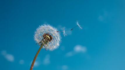Obraz premium Dandelion seeds floating gently on the breeze a breathtaking summer scene pure freedom