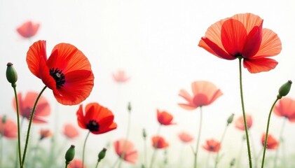 Fototapeta premium Vibrant red poppies, delicate petals, white backdrop, design, spring