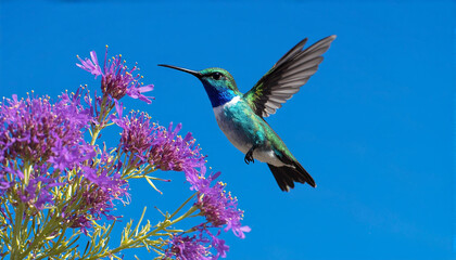 Naklejka premium Vibrant Hummingbird Hovering Near Purple Flowers, Iridescent Feathers in Sunlight, Nature Wildlife Close-Up