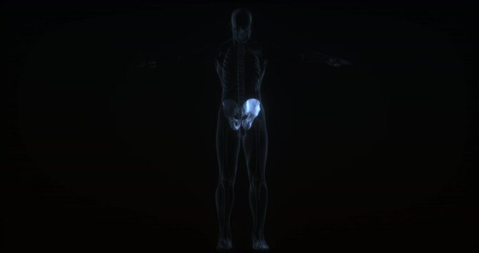 Pelvis in human body. X Ray. Loop