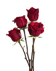 Four dark red Roses  isolated on white background.