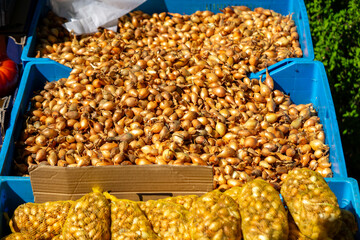 Spring onion – fresh, edible, sold loose and in bags at the market. vegetable sales.