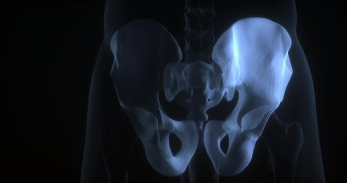 Male pelvis in human body. X Ray. Loop