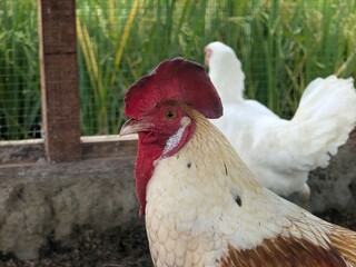 Ornamental chickens have their own charm because of the uniqueness and beauty of their appearance, from the color of their feathers, body shape, to their distinctive crowing sound.