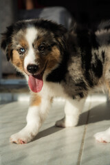 Miniature American Shepherd puppy at home. Blue merle with heterochromia. 2 months old playing with toys, ball