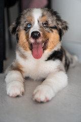 Miniature American Shepherd puppy at home. Blue merle with heterochromia. 2 months old playing with toys, ball