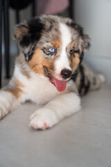 Miniature American Shepherd puppy at home. Blue merle with heterochromia. 2 months old playing with toys, ball