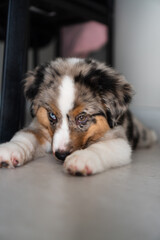 Miniature American Shepherd puppy at home. Blue merle with heterochromia. 2 months old playing with toys, ball