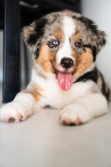 Miniature American Shepherd puppy at home. Blue merle with heterochromia. 2 months old playing with toys, ball