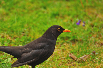 Fototapeta premium Wild Eurasian Blackbird Walking Among Spring Grass and Daisy Flowers
