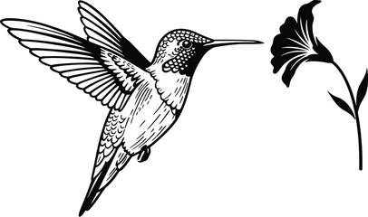 Hummingbird and Flower - Black and White Vector Illustration