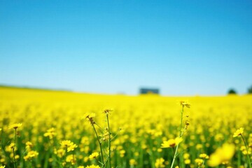 Obraz premium Vibrant Yellow Wildflowers in a Sunny Meadow Under a Clear Blue Sky
