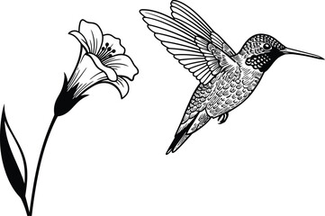 Hummingbird and Flower, Black and White Vector Illustration