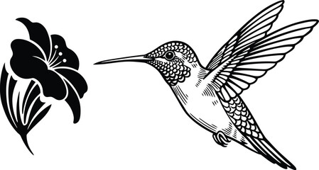 Hummingbird and Flower, Black and White Vector Illustration