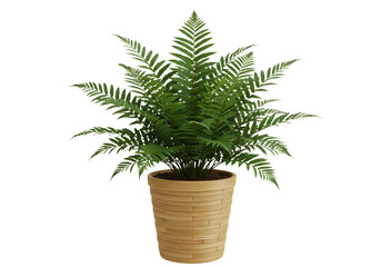 Elegant fern plant in terracotta pot adding nature's touch to interior decor