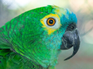 The turquoise-fronted amazon (Amazona aestiva), also called the turquoise-fronted parrot, the blue-fronted amazon and the blue-fronted parrot in white background with copy space