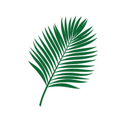 Palm Leaf Green Isolated vector illustration