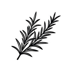Isolated Rosemary on White vector illustration