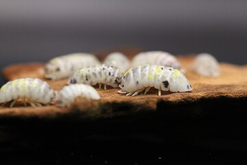 isopods woodlouse pill bugs armadillidium vulgare magic potion