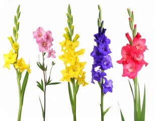 Different beautiful flowers in row isolated on white, set 