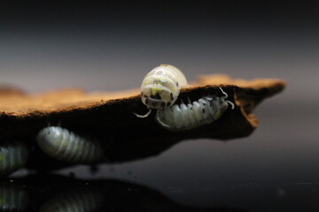 isopods woodlouse pill bugs armadillidium vulgare magic potion