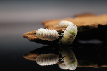 isopods woodlouse pill bugs armadillidium vulgare magic potion