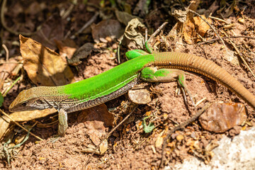 Green lizard (Ameiva ameiva) sunbathing.