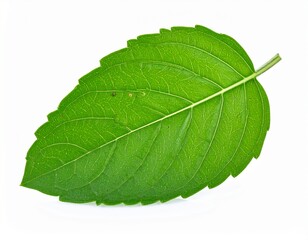 Obraz premium Holy basil or tulsi leaf isolated on white background