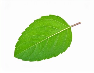 Obraz premium Holy basil or tulsi leaf isolated on white background