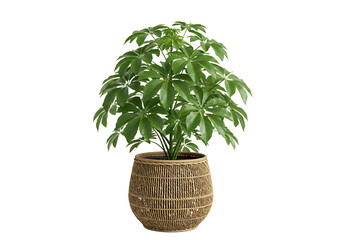 Fototapeta premium Isolated Umbrella Plant in Woven Pot on Seamless White Background