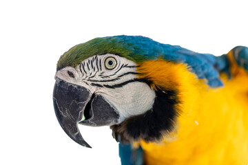 Beautiful Yellow-Blue Macaw, canindé macaw on white background