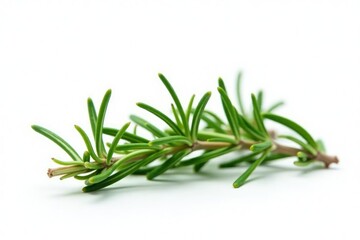 Fototapeta premium Isolated sprig of rosemary on white background, green, plant