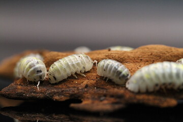 isopods woodlouse pill bugs armadillidium vulgare magic potion