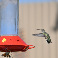 Colibri flying Utah © Nico