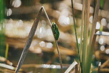 Tiny green tree frog clinging to dry reed in sunny wetland, shallow depth of field. A vibrant green frog perched on a dry reed stalk in a sunlit wetland environment. Close-up, Soft bokeh.