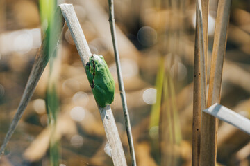 Tiny green tree frog clinging to dry reed in sunny wetland, shallow depth of field. A vibrant green...