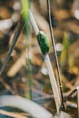 Tiny green tree frog clinging to dry reed in sunny wetland, shallow depth of field. A vibrant green frog perched on a dry reed stalk in a sunlit wetland environment. Close-up, Soft bokeh.