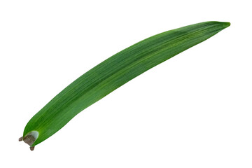Garlic leaf isolated on transparent background.
