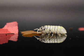 isopods woodlouse pill bugs armadillidium vulgare magic potion
