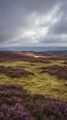 Obraz premium Remote highland moor with patches of heather and low drifting clouds Rugged is