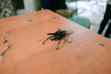 Magnificent beetle on wooden surface close-up with great details view