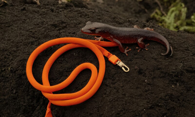 Fototapeta premium A small reptile sits atop a mound of dirt, possibly in a garden or outdoor setting