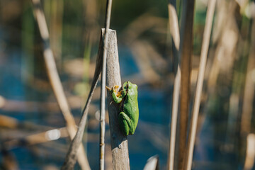 Tiny green tree frog clinging to dry reed in sunny wetland, shallow depth of field. A vibrant green frog perched on a dry reed stalk in a sunlit wetland environment. Close-up, Soft bokeh.