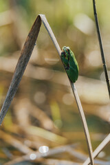 Tiny green tree frog clinging to dry reed in sunny wetland, shallow depth of field. A vibrant green frog perched on a dry reed stalk in a sunlit wetland environment. Close-up, Soft bokeh.