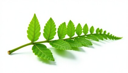 Single leafy branch of a fern isolated on white background, green color, background,
