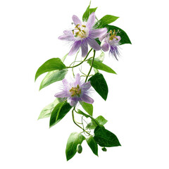 Delicate Passion Flower Vine with Blooming Blossoms on Green Transparent background