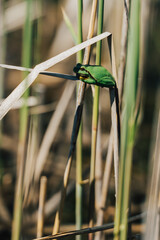 Tiny green tree frog clinging to dry reed in sunny wetland, shallow depth of field. A vibrant green frog perched on a dry reed stalk in a sunlit wetland environment. Close-up, Soft bokeh.