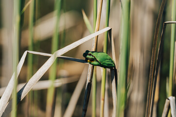 Tiny green tree frog clinging to dry reed in sunny wetland, shallow depth of field. A vibrant green frog perched on a dry reed stalk in a sunlit wetland environment. Close-up, Soft bokeh.