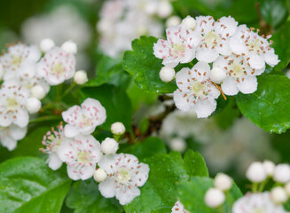 Beautiful close-up of crataegus laevigata