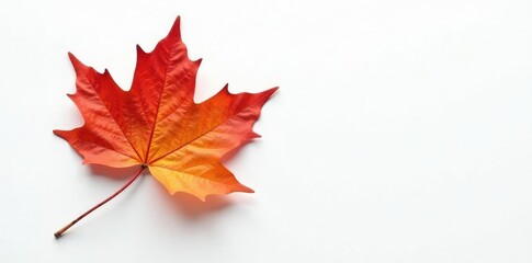 Single maple branch against a clean white surface, wood texture, fall foliage, natural